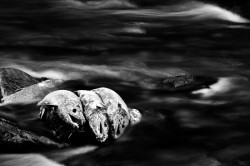 Dead Chum Salmon