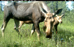 Camera trip image of moose and calf