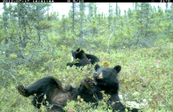 Black bear and cubs