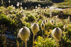 Western anenome
