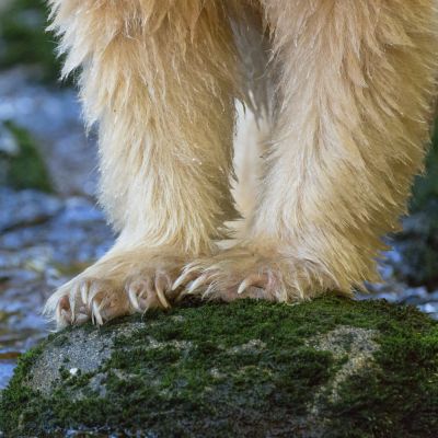 White legs of a spirit bear