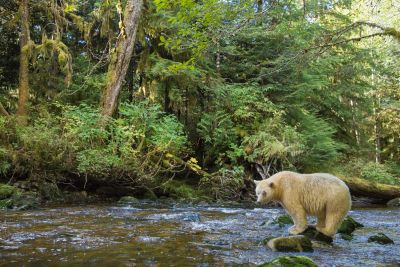 Spirit bear in the rainforest