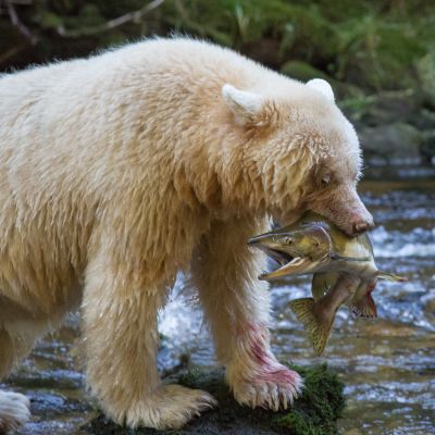 Spirit bear standing on a bounder in a creek with a pink salmon in its jaws.