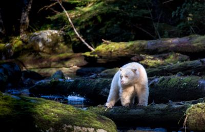 Kermode (or spirit bear) in the Great Bear Rainforest