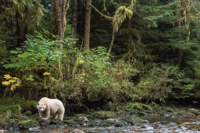 A spirit bear in a thick green forest in the great bear rainforest.