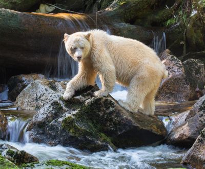 Spirit bear in the Great Bear Rainforest