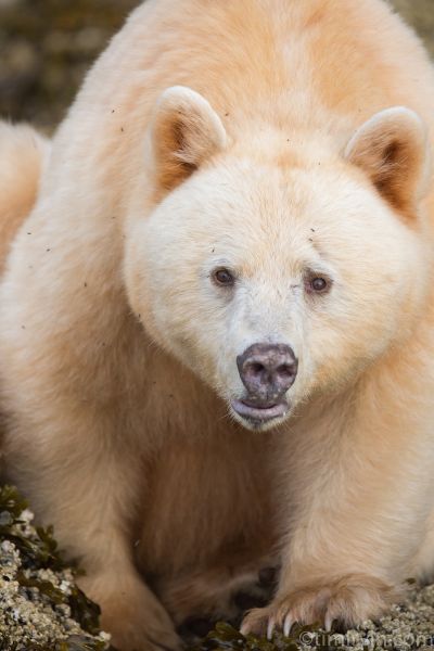 Spirit bear in the Great Bear Rainforest