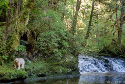 Spirit bear in the rainforest by a waterfall.