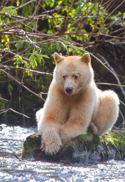 A spirit bear sitting on a log by a creek.