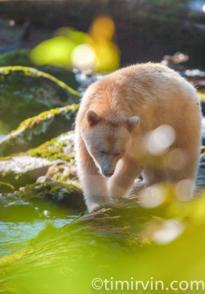 Spirit bear in warm light and hidden by leaves