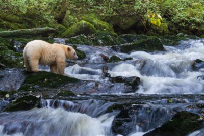 A spirit bear standing beside a waterfall looking for salmon
