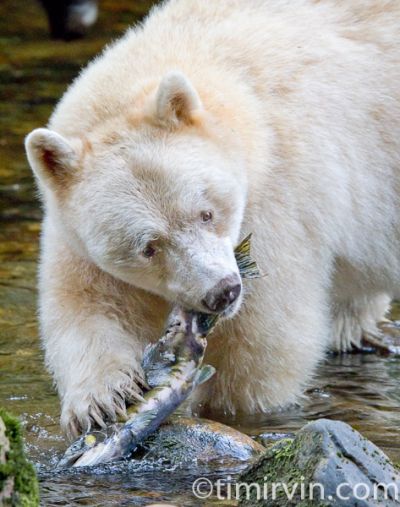 Spirit bear biting into a spawned out female pink salmon
