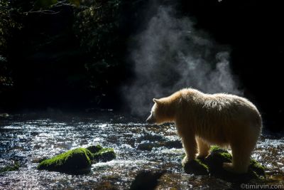 Steam rising off of a spirit bear in the Great Bear Rainforest