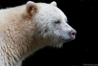 Male spirit bear portrait