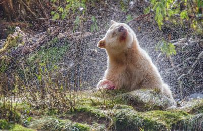Spirit bear in the Great Bear Rainforest
