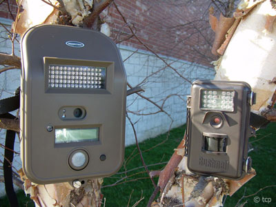 Eagle caught on film hunting deer