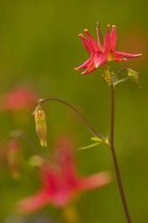 Wild Columbine
