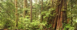 Walbran Valley
