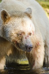 Spirit Bear with blood on its face